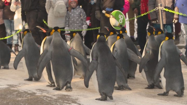 Penguins took a stroll at the Calgary Zoo on Saturday.