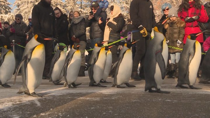 Penguins take first weekend walk of 2019 at the Calgary Zoo - Calgary