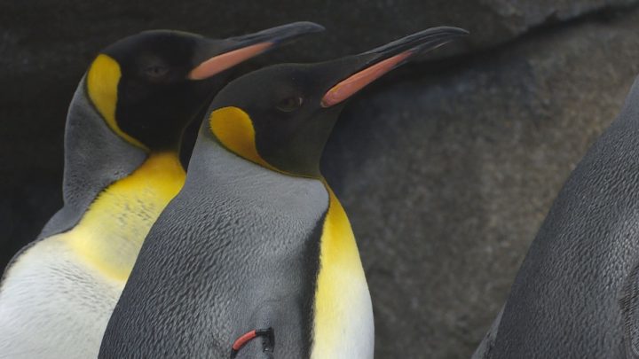 Penguins took a stroll at the Calgary Zoo on Saturday.