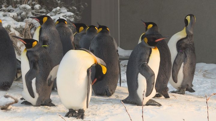King penguins are seen at the Calgary Zoo.