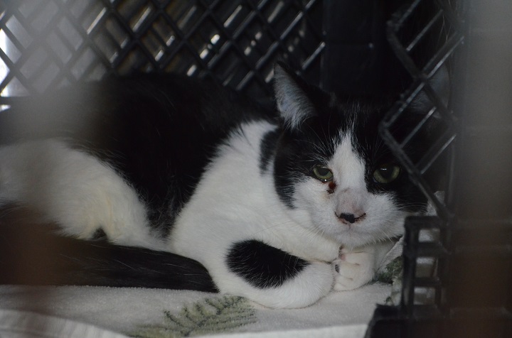 Thirty cats were surrendered to the B.C. SPCA in Penticton. Twelve of those cats were transferred to the Kelowna branch.
