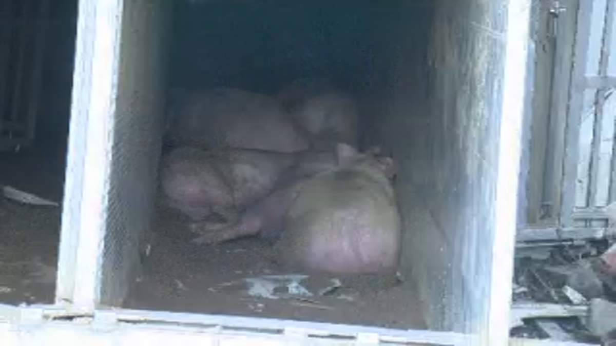 Pigs seen lying in a transport that crashed near Keremeos, more than 14 hours after the accident. It’s not clear if they are dead.