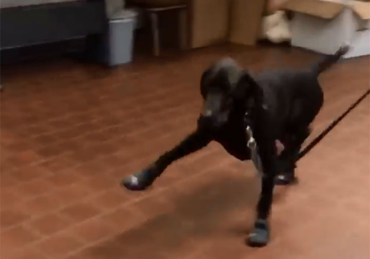 Police dogs awkwardly test out their 