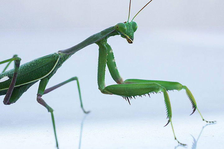 A praying mantis pictured on a table in this November 12, 2015 file photo. 