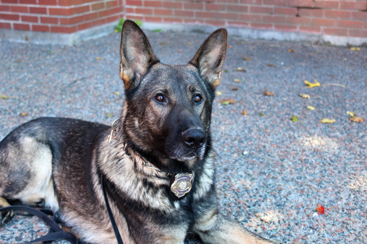 Steeler is retiring from the K-9 Unit with Halifax Regional Police after eight years on the force. 