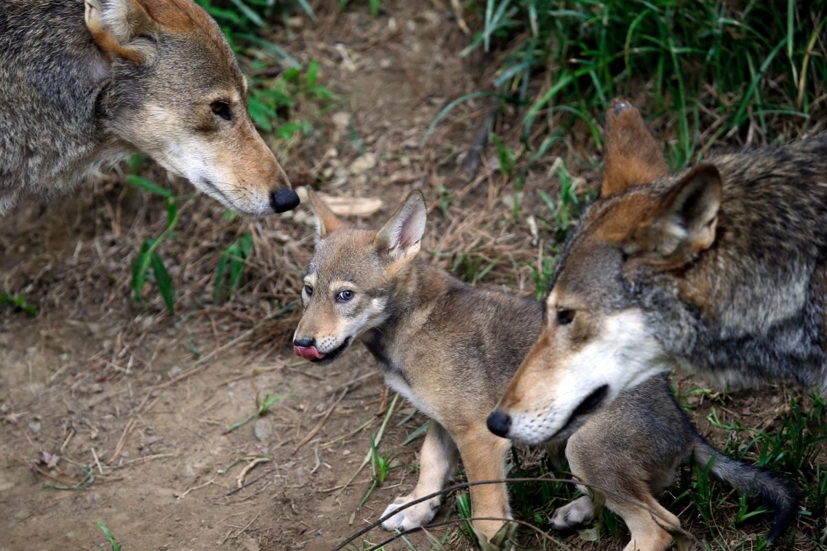 In this June 13, 2017, file photo, the parents of this 7-week old red wolf pup keep an eye on their offspring at the Museum of Life and Science in Durham, N.C.