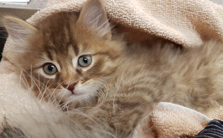 The Saskatoon SPCA said a kitten named Captain Crunch believed stolen from the shelter has been returned.