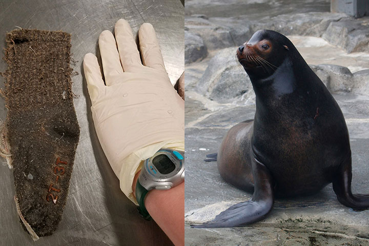 A sea lion at Utah's Hogle Zoo became ill after swallowing a sock. 