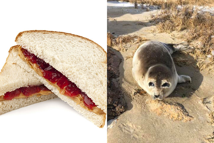 the Wareham Department of Natural Resources are asking residents to not attempt to feed the seals after a mammal was found on a shoreline on Monday with a few sammies nearby.