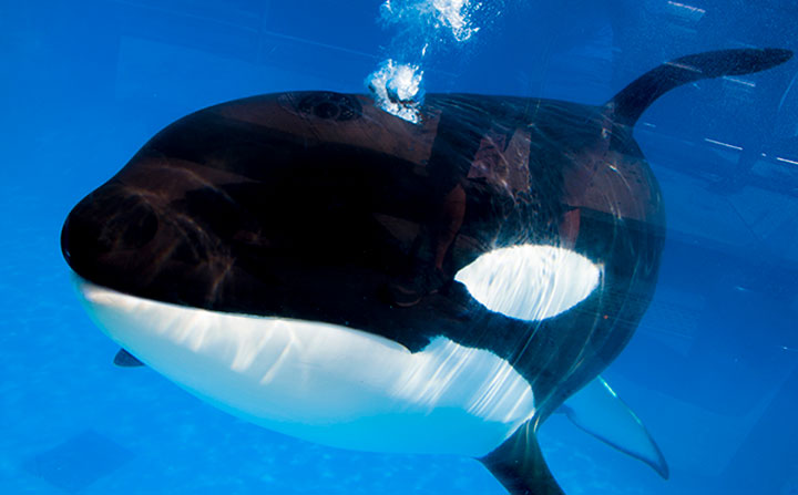 A 30-year-old orca died at SeaWorld Orlando on Monday after suddenly becoming ill, the company said.
