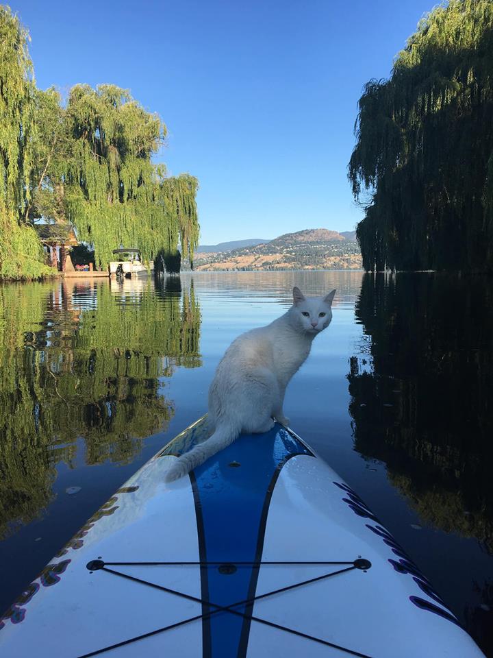 One of Snoopy’s favourite things to do is ride a paddleboard on Okanagan Lake with owner Denise Egan.