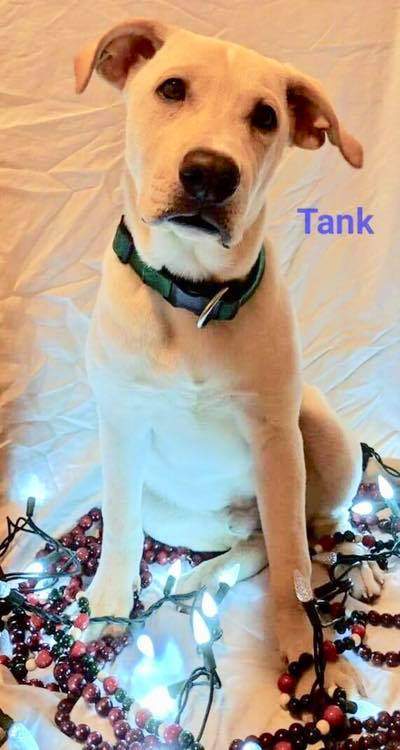 Tank wants to find his forever home.