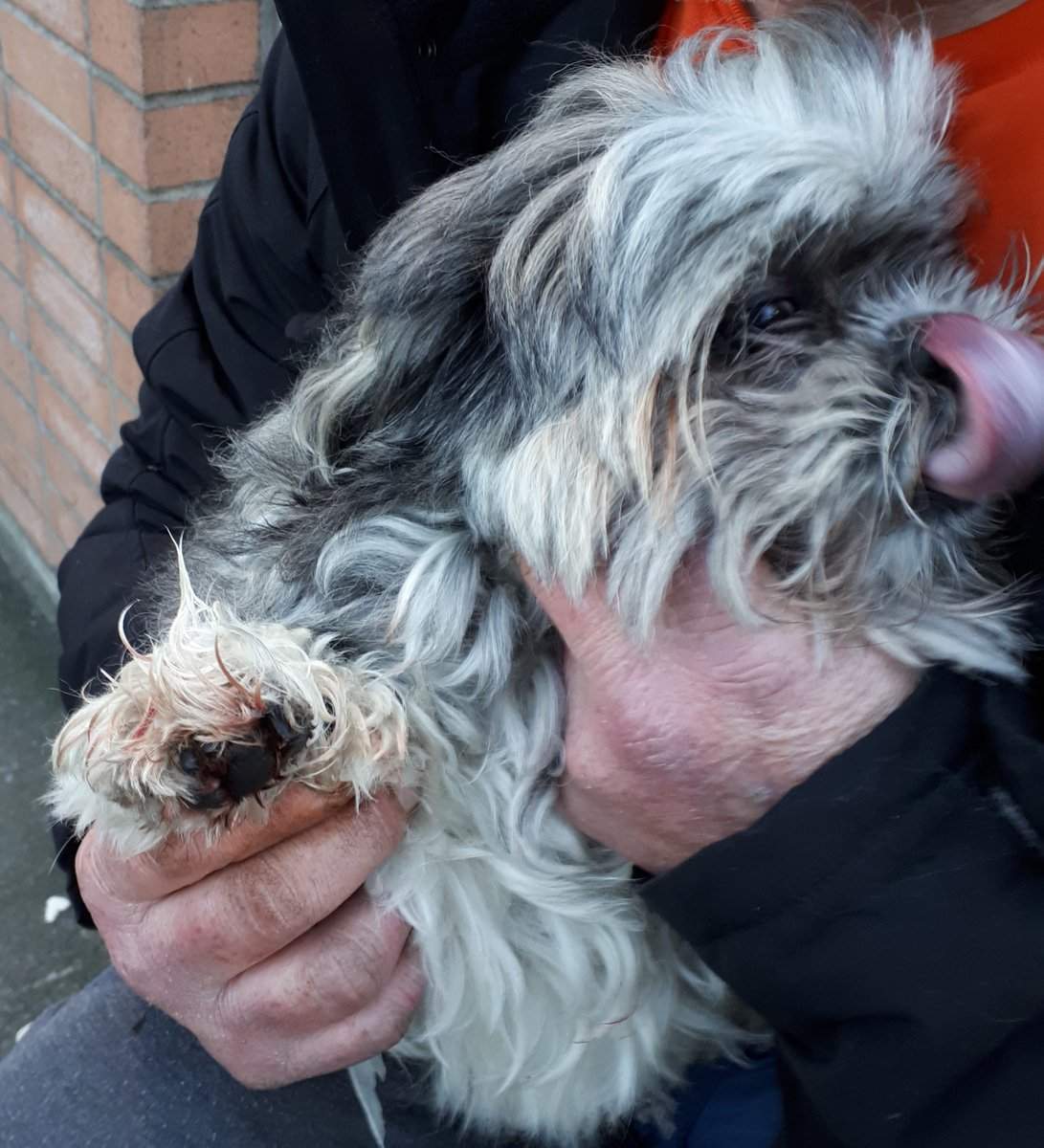 Mac the dog was allegedly shot in the paw with a BB gun in a dispute over a cell phone.
