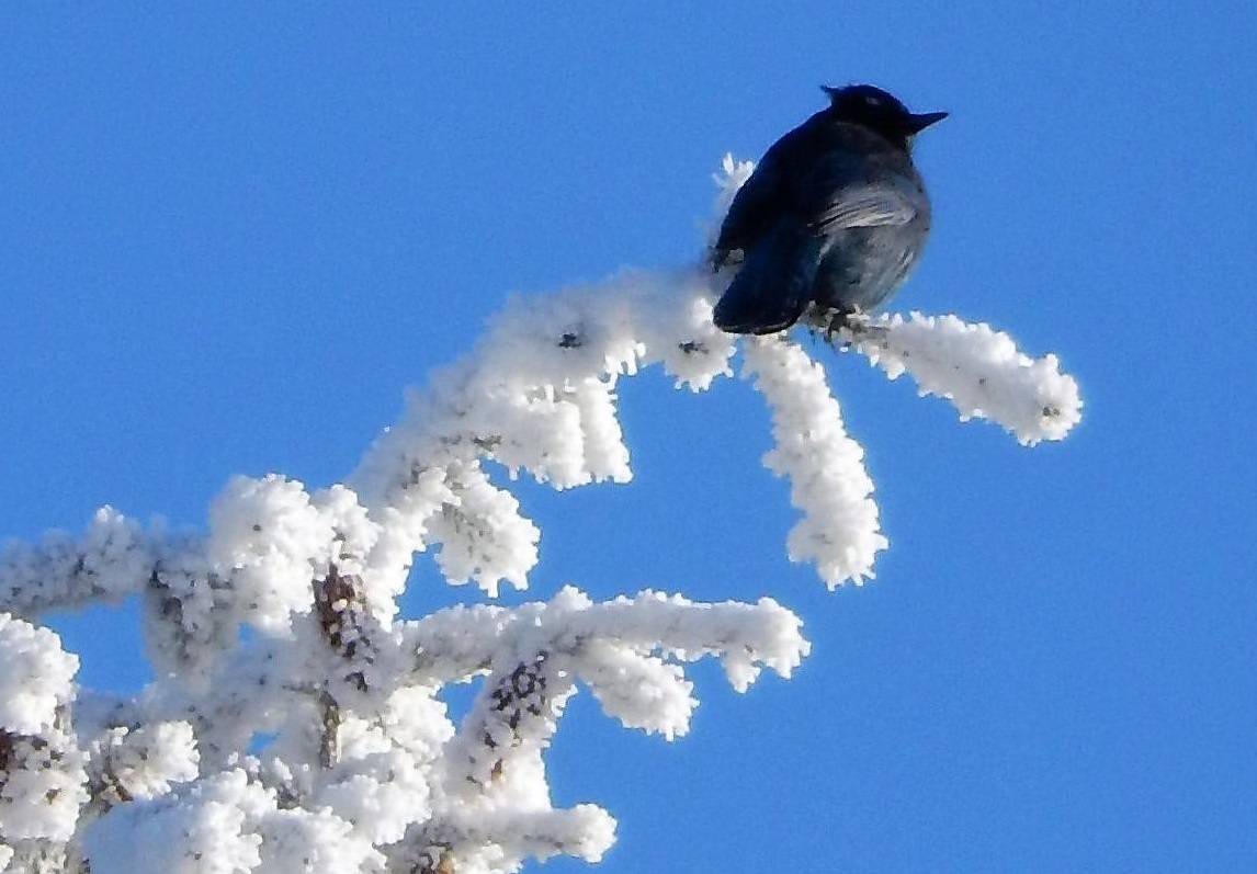 The second half of winter is looking to be cold, but Environment Canada doesn't expect wintry temperatures to run as long as they did in 2018.
