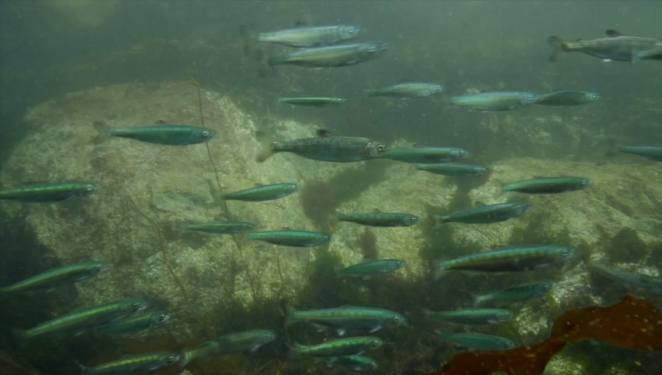 Government-appointed council calls for immediate actions to increase B.C.’s wild salmon population - image