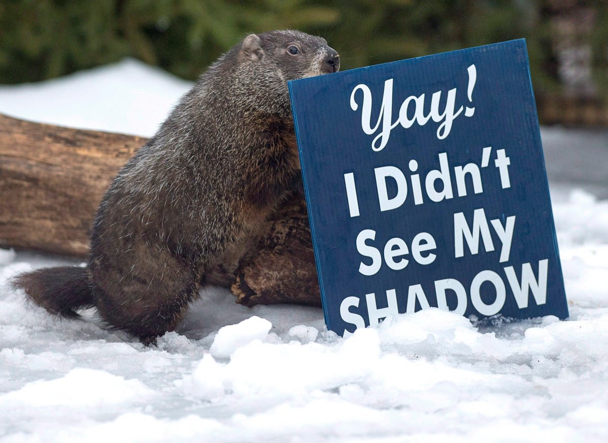Groundhog Day in Nova Scotia goes virtual as a result of COVID19