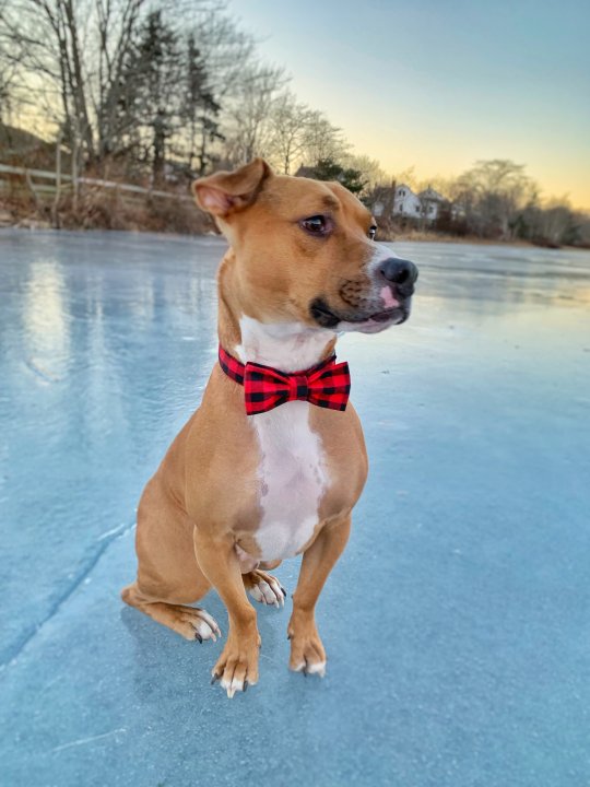 How much does it cost to own a dog? 7 Canadians break down their budgets National Globalnews.ca