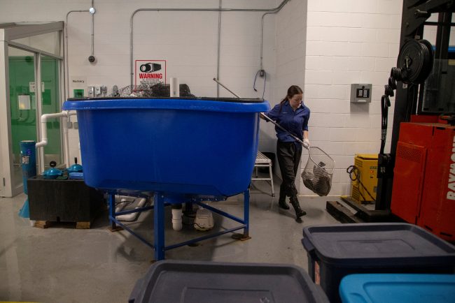 Melanie Pearson loads tilapia fish for transport from an aquaponics grow operation, by licensed marijuana producer Green Relief in Flamborough, Ont., Jan. 25, 2019.