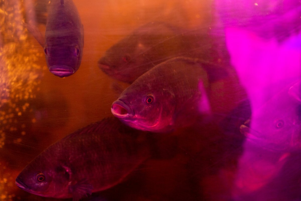 Tilapia fish swim in a tank used in an aquaponics grow operation by licensed marijuana producer Green Relief in Flamborough, Ont., Jan. 25, 2019. The fish are later donated to the Good Shepherd homeless shelter for their soup kitchen. 
