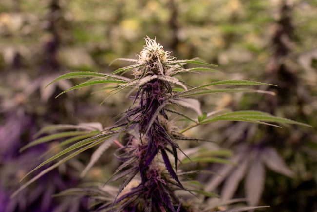 Cannabis plants fill a room in an aquaponics grow operation by licensed marijuana producer Green Relief in Flamborough, Ont., Jan. 25, 2019.