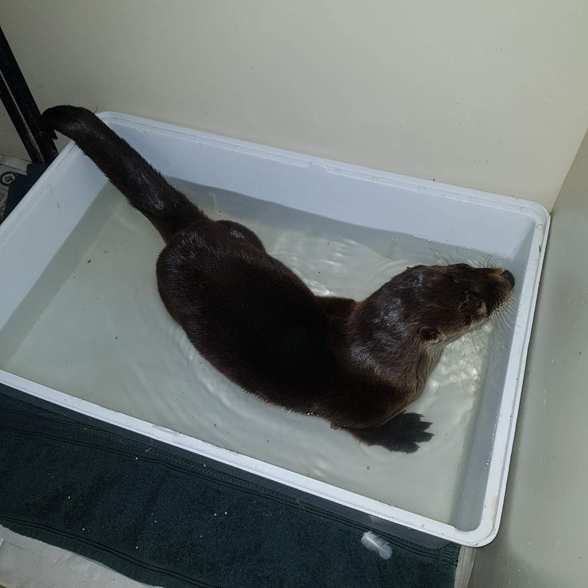 Otty has a warm bath. Wildlife Haven Rehabilitation Centre