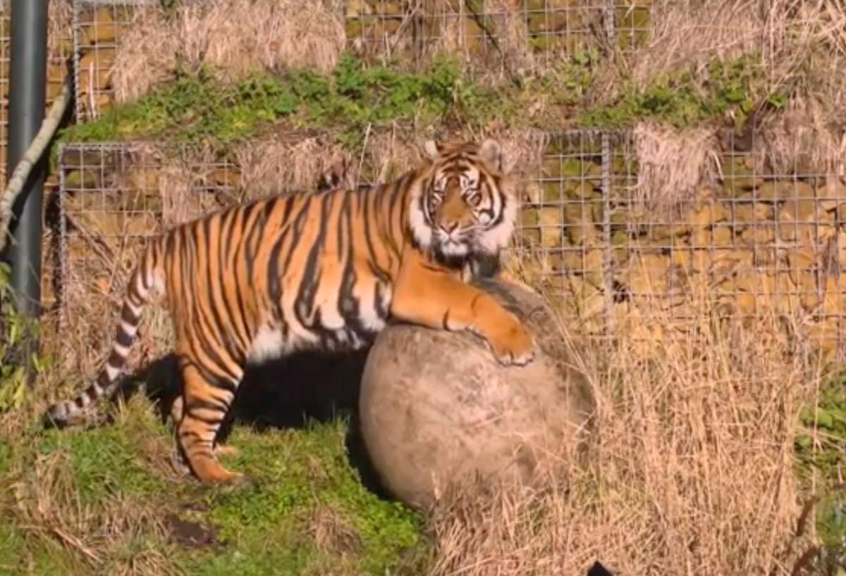 This image taken from video and made available by London Zoo, shows Sumatran tiger named Asim at London Zoo, Wednesday Jan. 30, 2019.