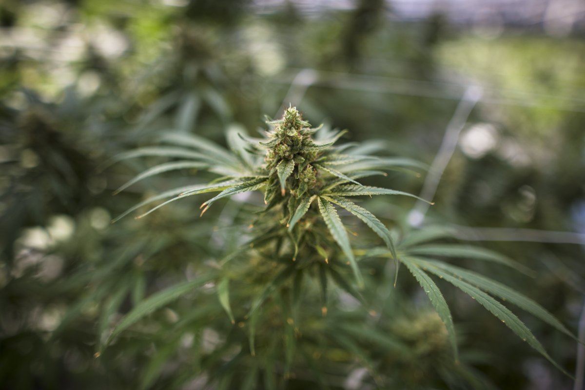 FILE - A cannabis plant approaching maturity is photographed in Fenwick, Ont., on Tuesday, June 26, 2018.