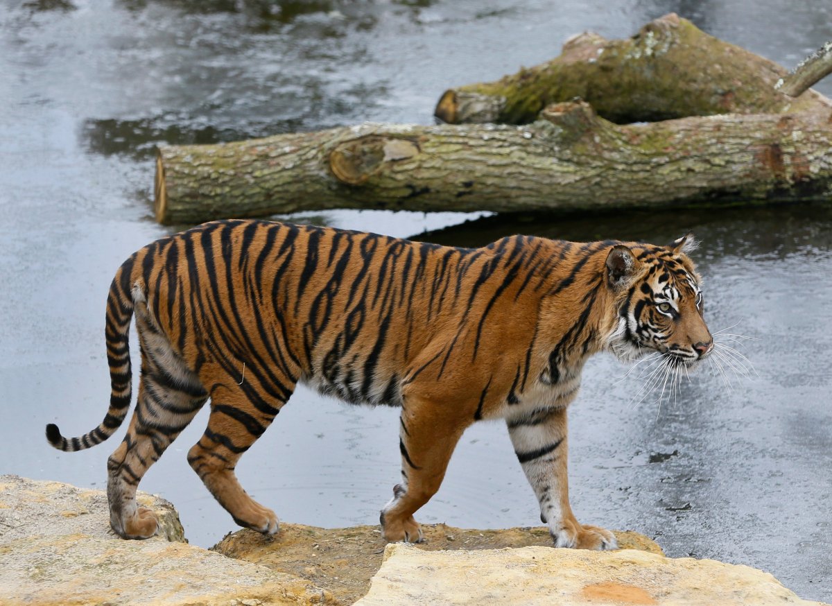  In this Wednesday, March 27, 2013 file photo, Melati a female Sumatran Tiger walks past her frozen pool, at London Zoo. 