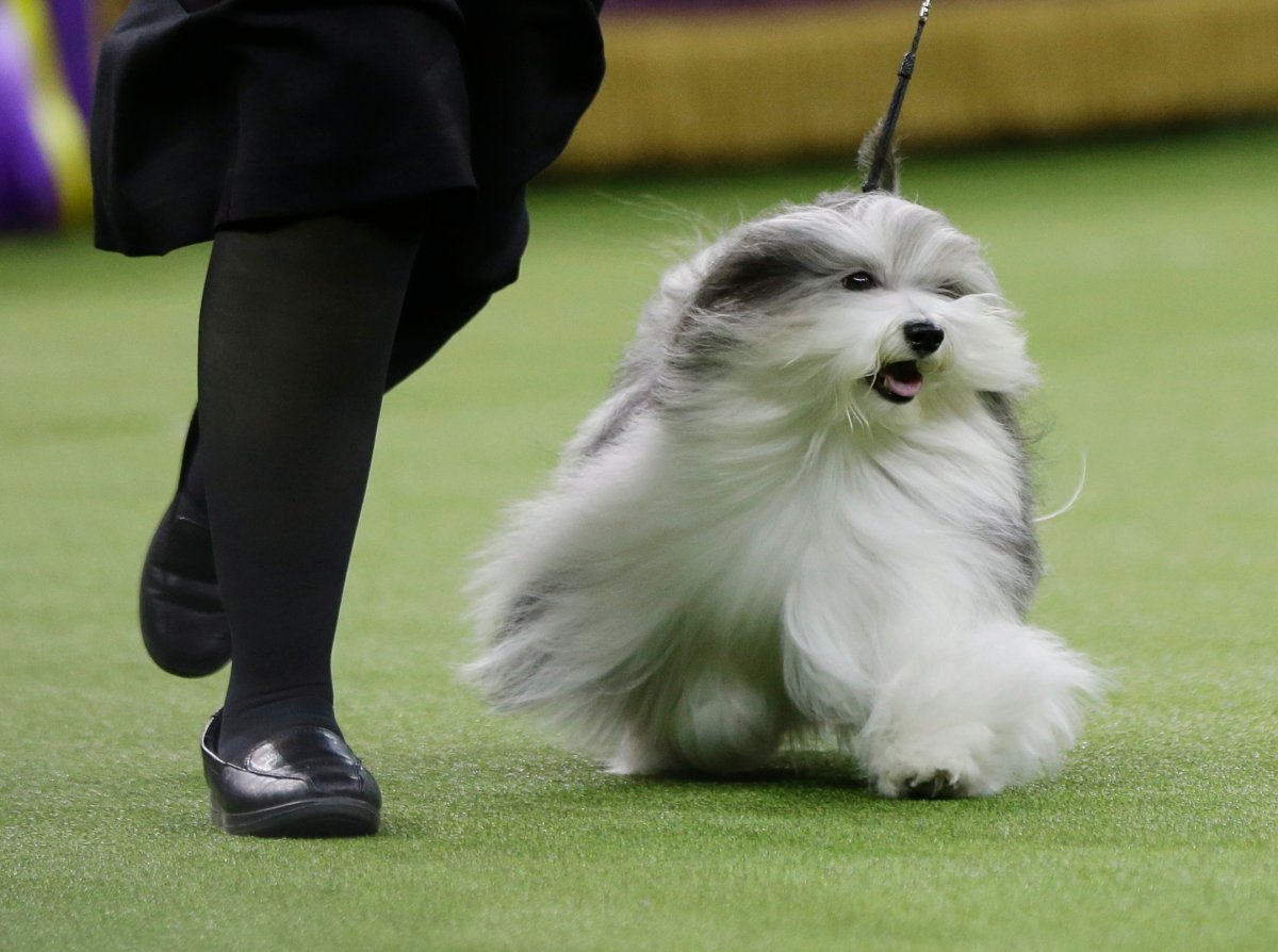 King the wire fox terrier crowned Westminster’s best in show National Globalnews.ca