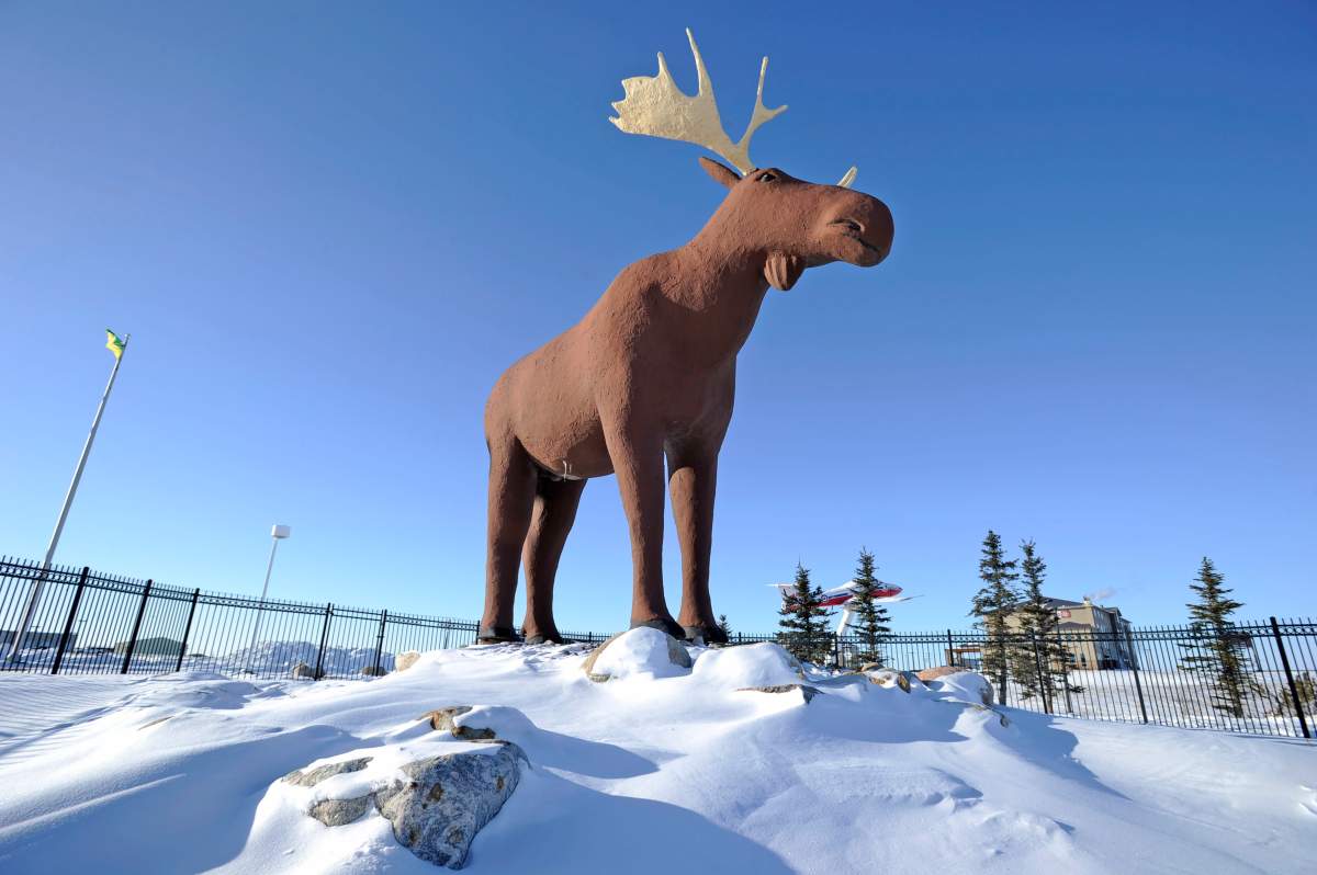 Mac the Moose, pictured in Moose Jaw, Sask., on Tuesday, Feb. 25, 2019.