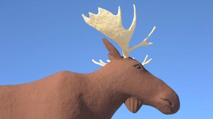 Team Mac is removing Mac's antlers on June 5 to officially begin the process of reclaiming his title as "world's tallest moose.".