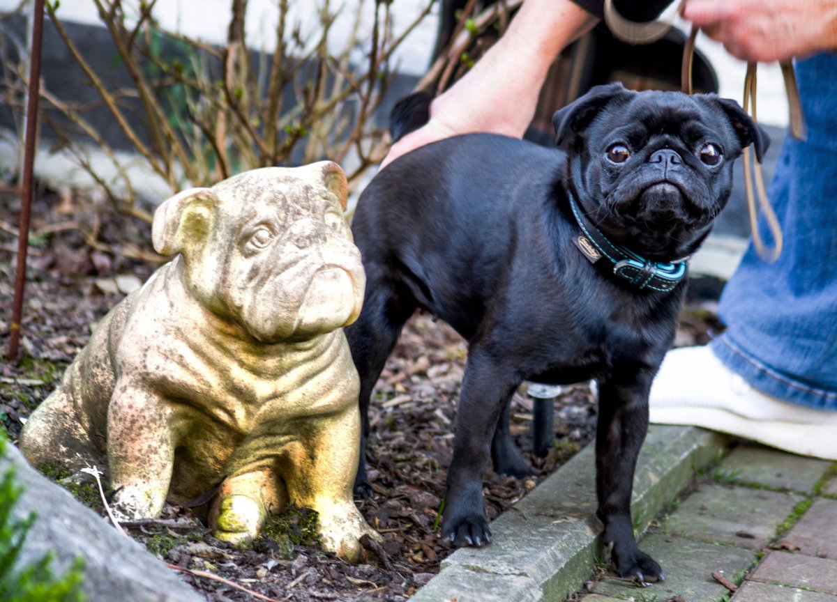 In this Wednesday, Feb. 27, 2019 photo pug dog Edda is pictured in Duesseldorf, Germany. 