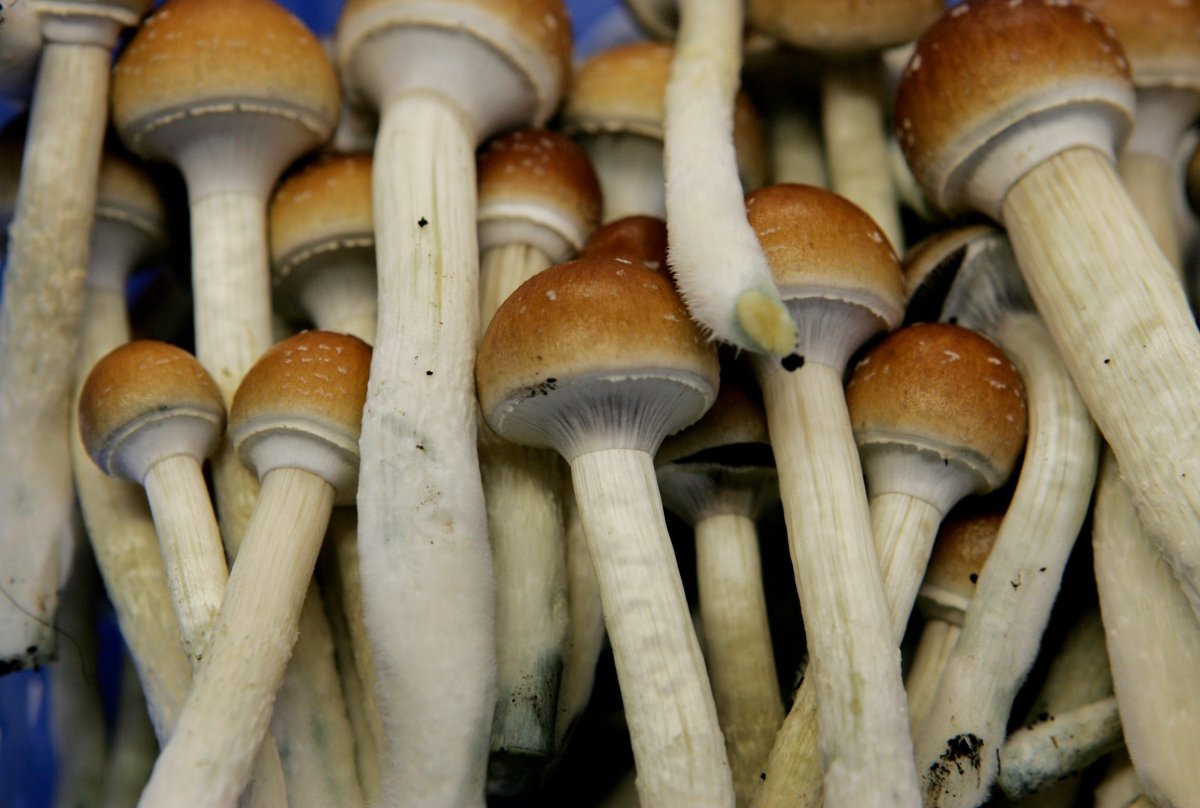 Magic mushrooms are seen at the Procare farm in Hazerswoude, central Netherlands, Friday Aug. 3, 2007.