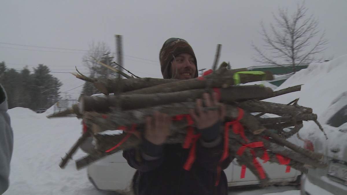 Students combing through Fredericton forests for invasive insects - image