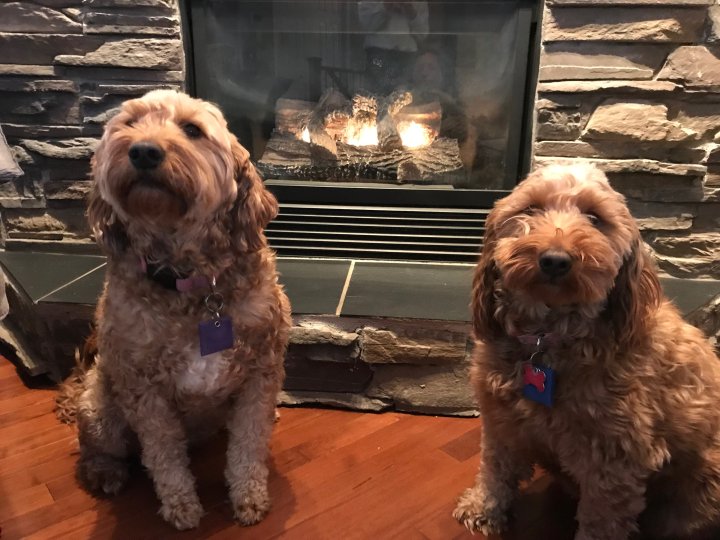 How much does it cost to own a dog? 7 Canadians break down their budgets National Globalnews.ca