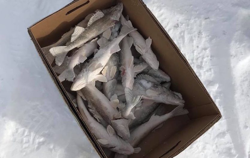 A box of sauger found by Manitoba conservation officers.