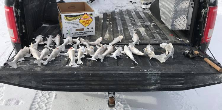 Fish in the back of the man’s truck.