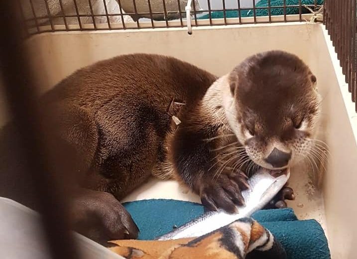 Otty the Otter enjoys a fish. Wildlife Haven Rehabilitation Centre