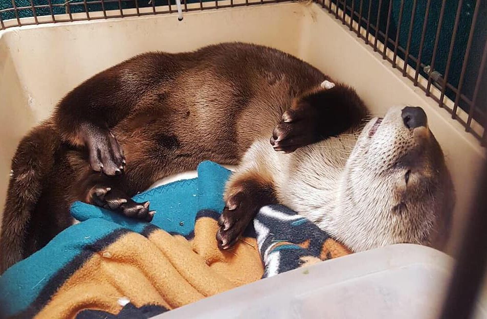 Being captured is hard work. Otty the Otter chills out in his temporary home.