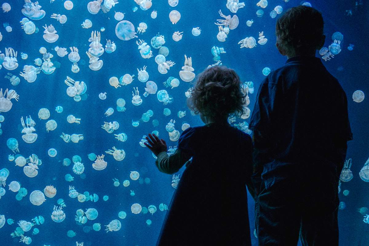 Celebrate Family Day at Vancouver Aquarium - image