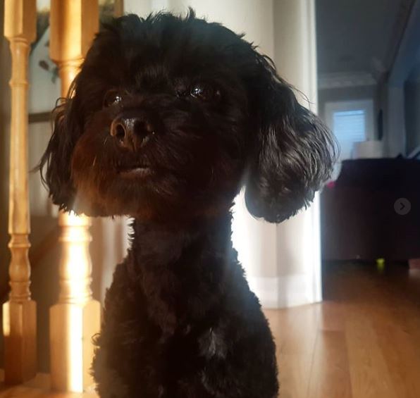 How much does it cost to own a dog? 7 Canadians break down their budgets - image