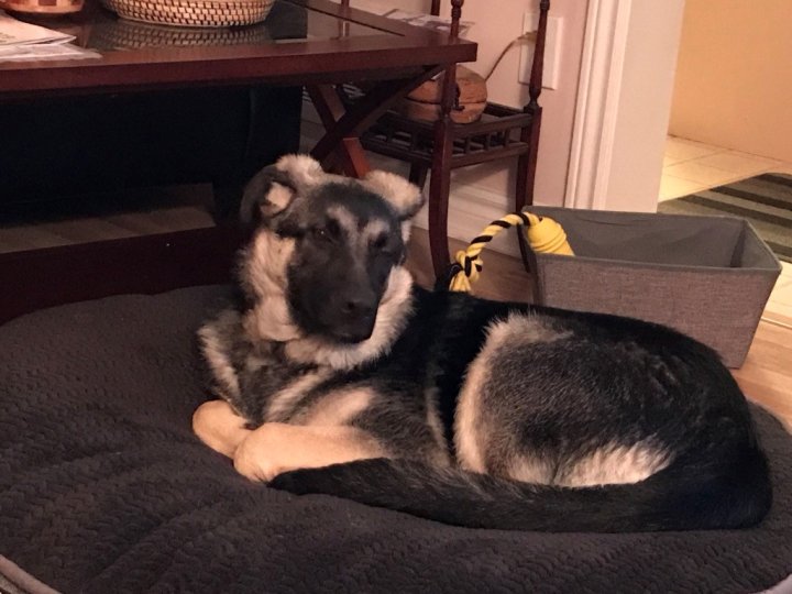 How much does it cost to own a dog? 7 Canadians break down their budgets National Globalnews.ca