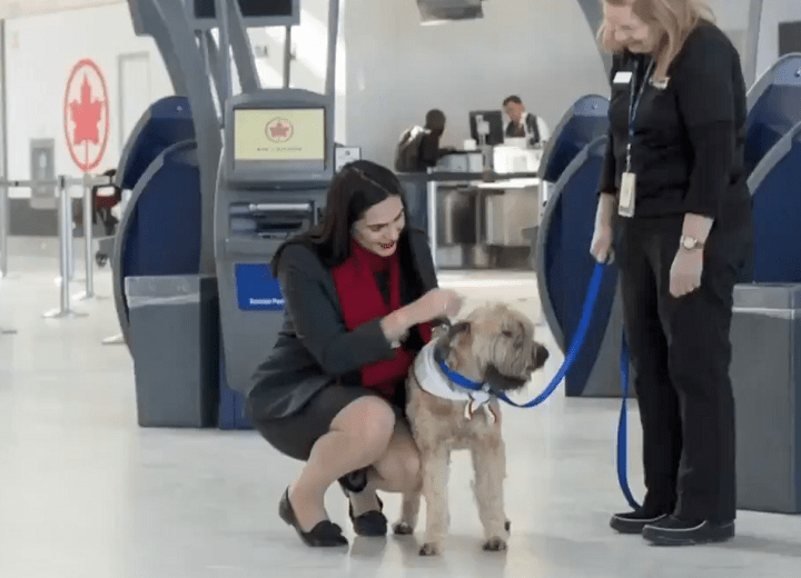 A St. John Ambulance therapy dog getting some love at Toronto Pearson International Airport. 