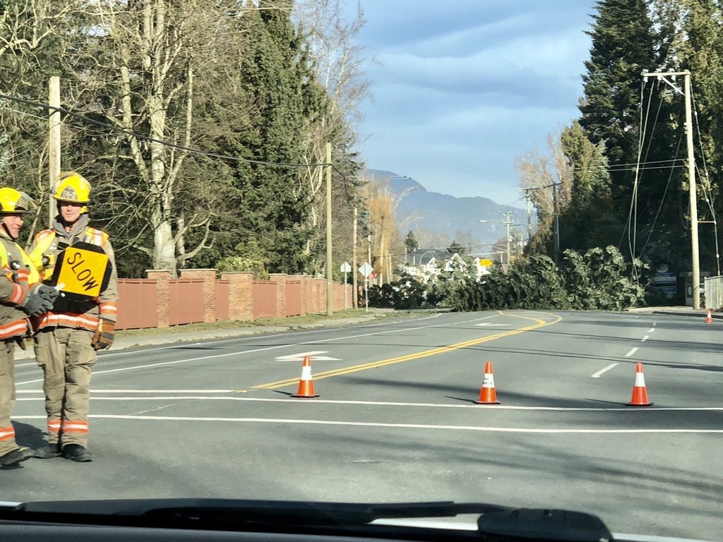 A fallen tree blocks Vedder Road in Chilliwack after Saturday’s windstorm.
