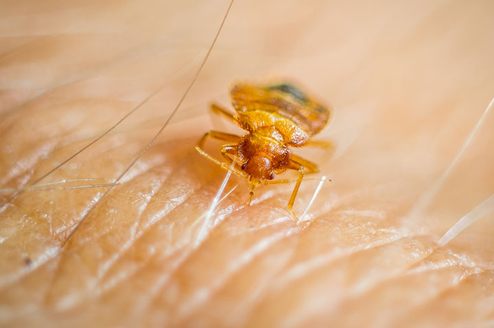 A bed bug pictured feeding on human skin. 
