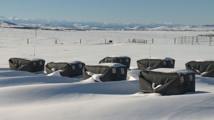 Chinook Honey Company is a bee farm located in Okotoks, Alta.