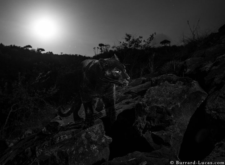 wildlife photographer Will Burrard-Lucas set up motion-sensitive cameras to capture the largely nocturnal cat in Laikipia Wilderness Camp in Kenya.