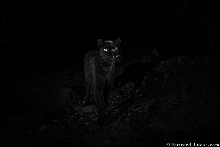 wildlife photographer Will Burrard-Lucas set up motion-sensitive cameras to capture the largely nocturnal cat in Laikipia Wilderness Camp in Kenya.