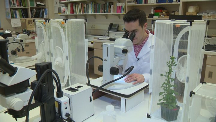 Dr. Boyd Mori, a research scientist with Agriculture and Agri-Food Canada, discovered a new species of insect among canola crops.