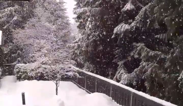 Snow falling in a backyard in Coquitlam Saturday.